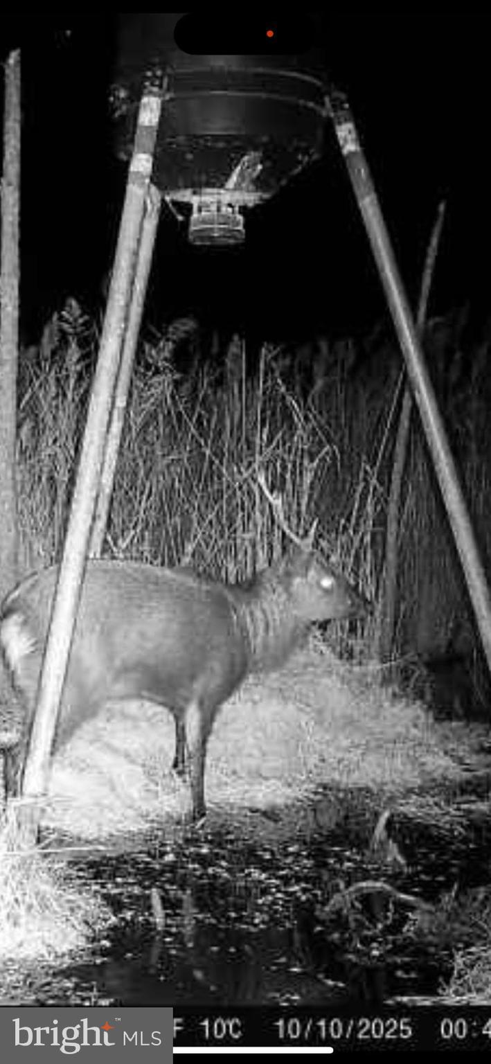 2265 Wingate Bishops Head Road Wingate, MD 21675 - Photo 5 of 10