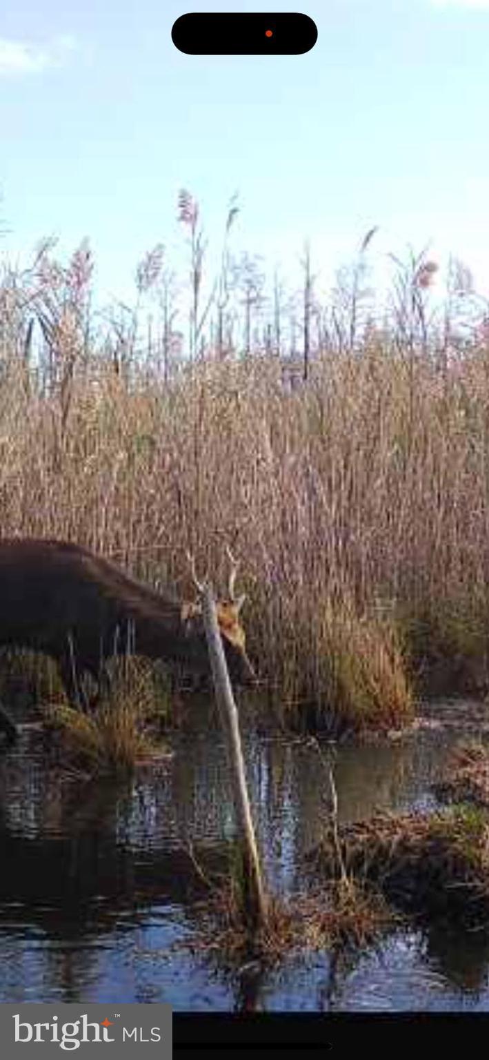 2265 Wingate Bishops Head Road Wingate, MD 21675 - Photo 7 of 10 a view of a house with a yard