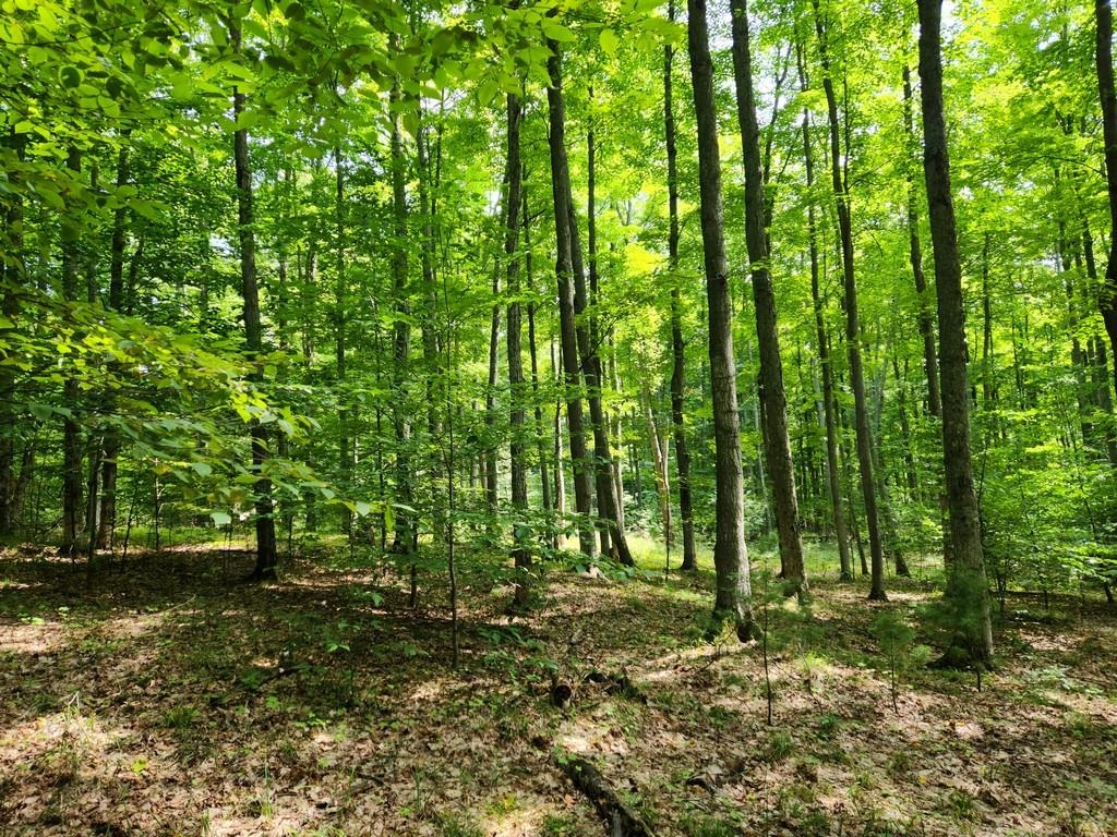 Off Crawford Lake Road Northeast Kalkaska, MI 49646 - Photo 10 of 25