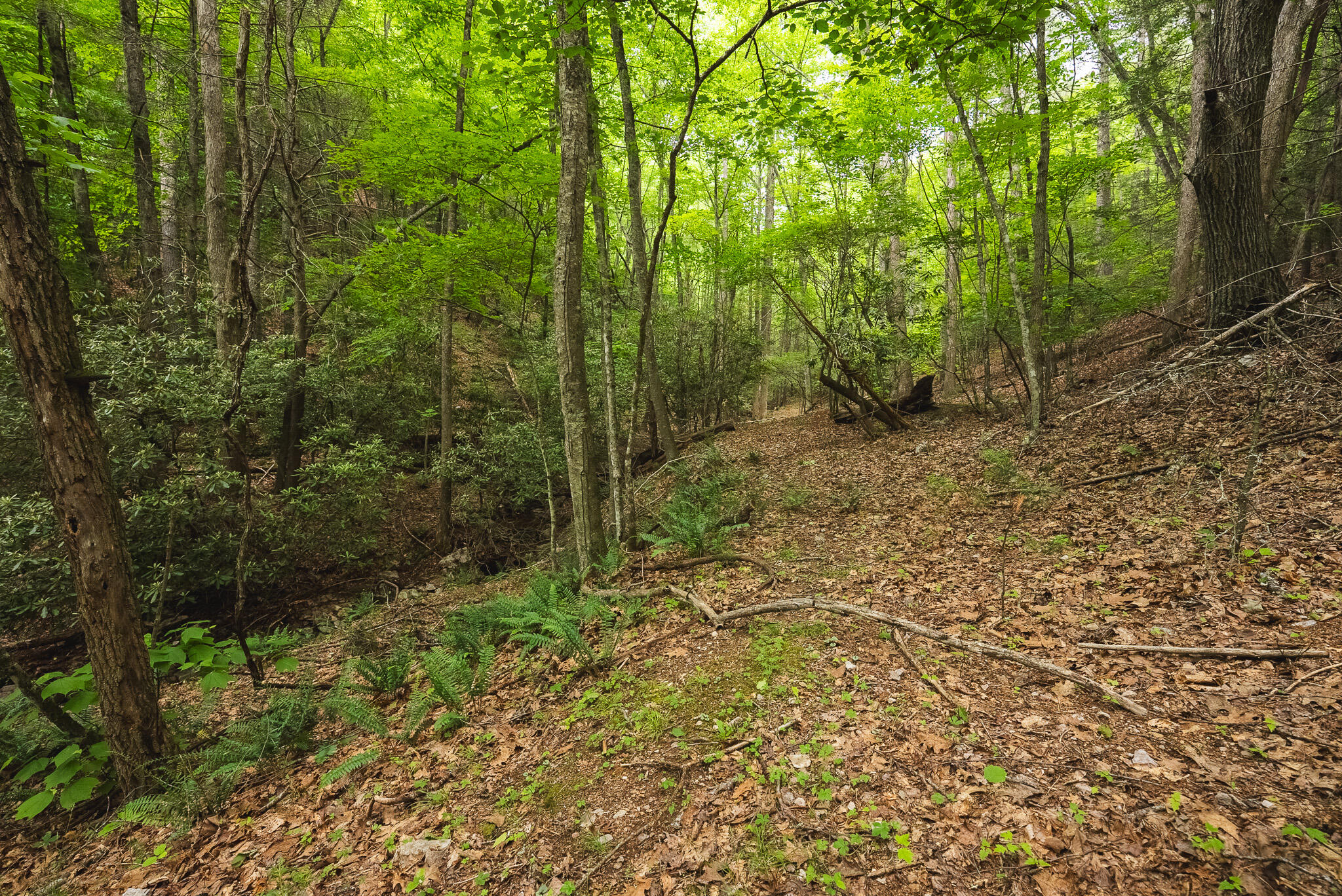 Tbd Macks Mountain Road Northwest Indian Valley, VA 24105 - Photo 26 of 45 DSC01609