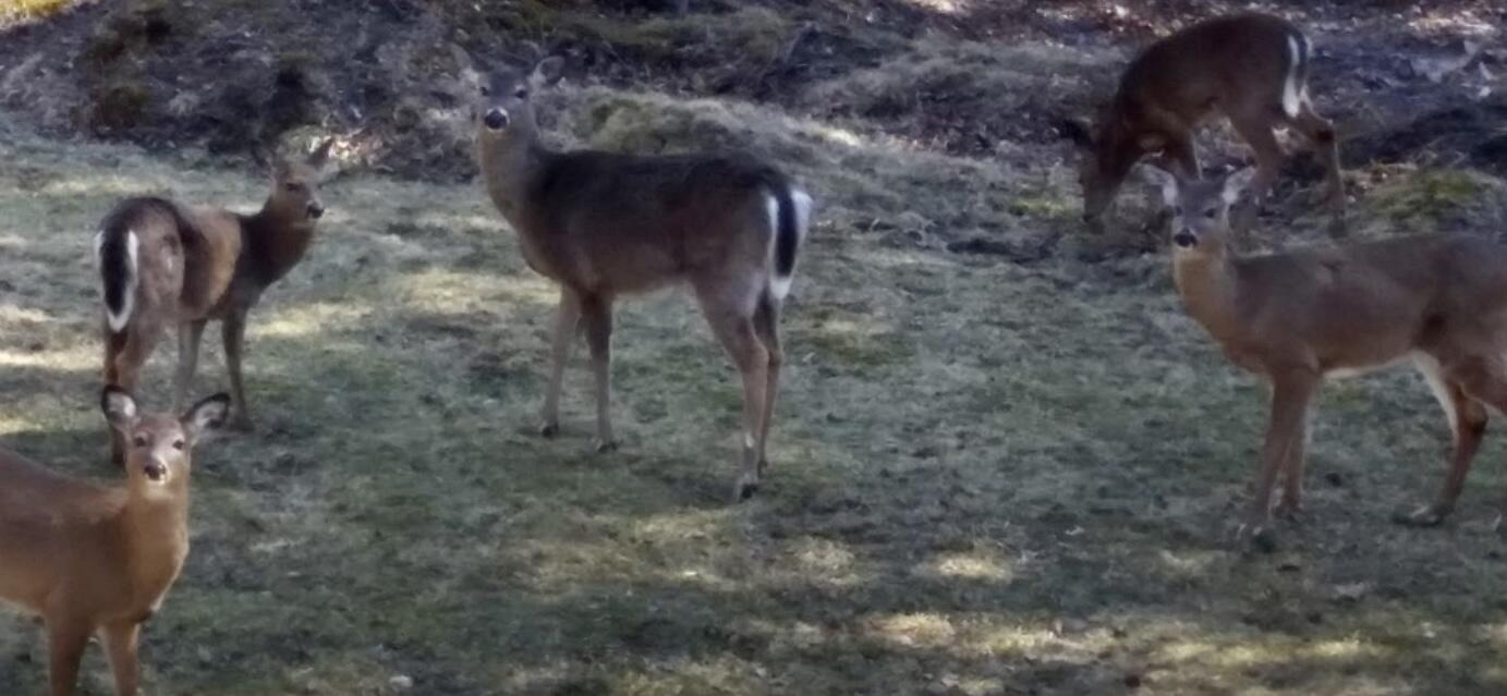 102 Whitmore Road Ellsworth, ME 04605 - Photo 100 of 100 IMG_2670