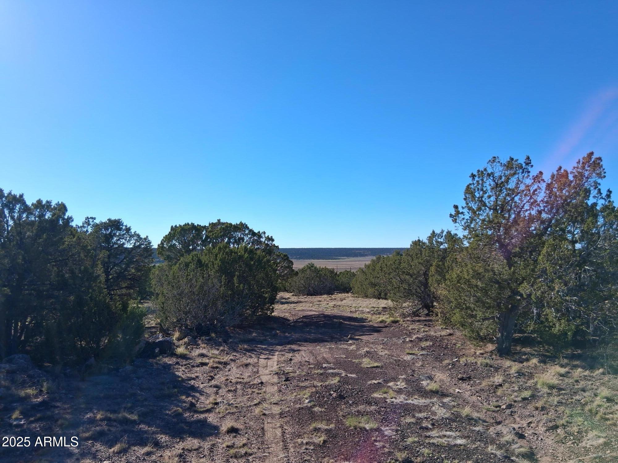 28 County Road Concho, AZ 85924 - Photo 23 of 29 a view of a yard with a tree