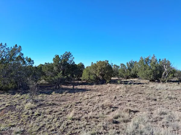 a view of a dry yard with trees