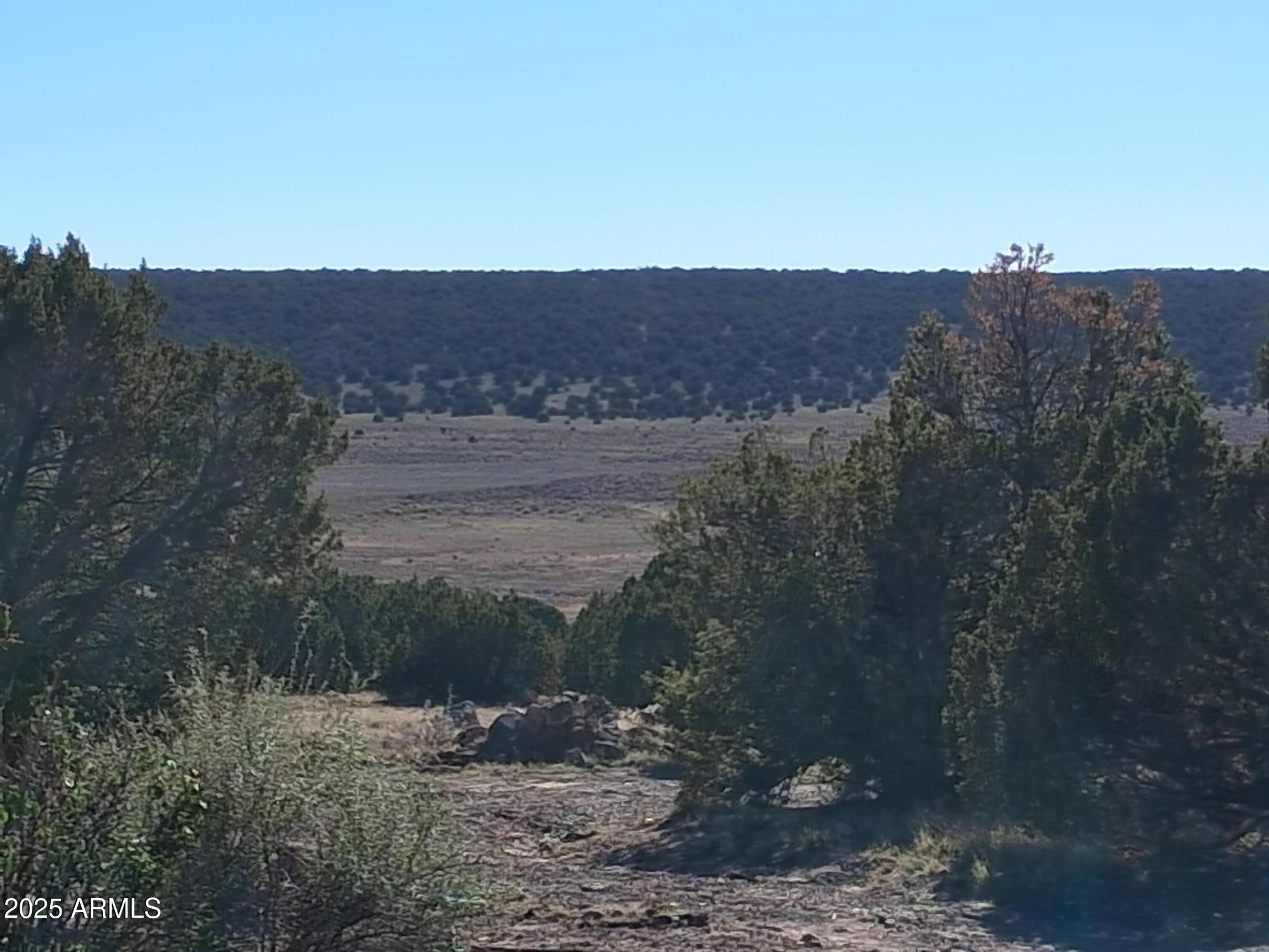 28 County Road Concho, AZ 85924 - Photo 7 of 29 a view of a dry yard with trees