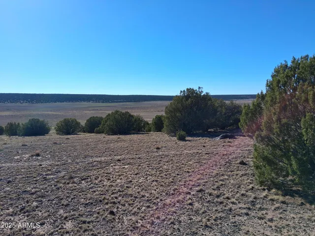 a view of a dry yard with trees in the background