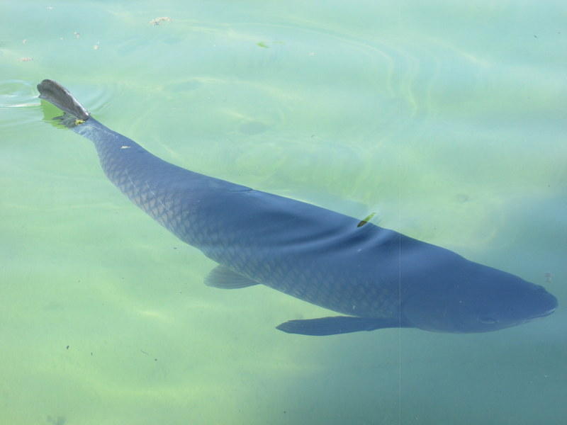 Undisclosed Address Indio, CA 92203 - Photo 30 of 33 a view of a big yard with an empty space
