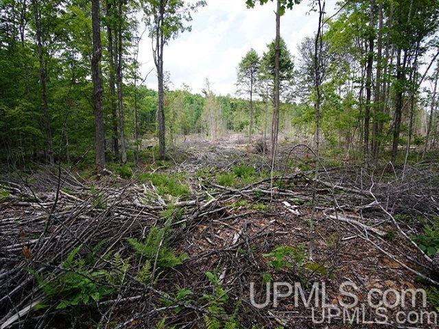 40-acres Co Rd 467 Germfask, MI 49836 - Photo 11 of 22