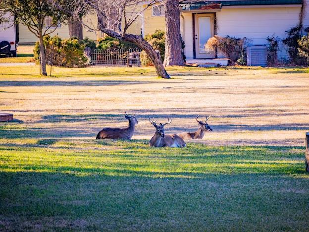 1935 Deer Trail Road Graford, TX 76449 - Photo 27 of 36 Friendly PK Deer love the yard.