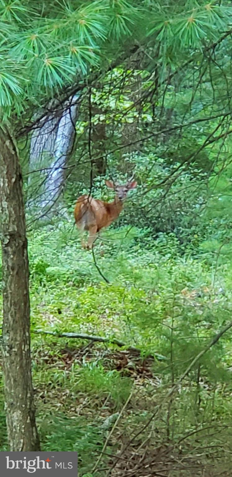 4038 Mount Olive Road Rio, WV 26755 - Photo 28 of 80 OH DEER!