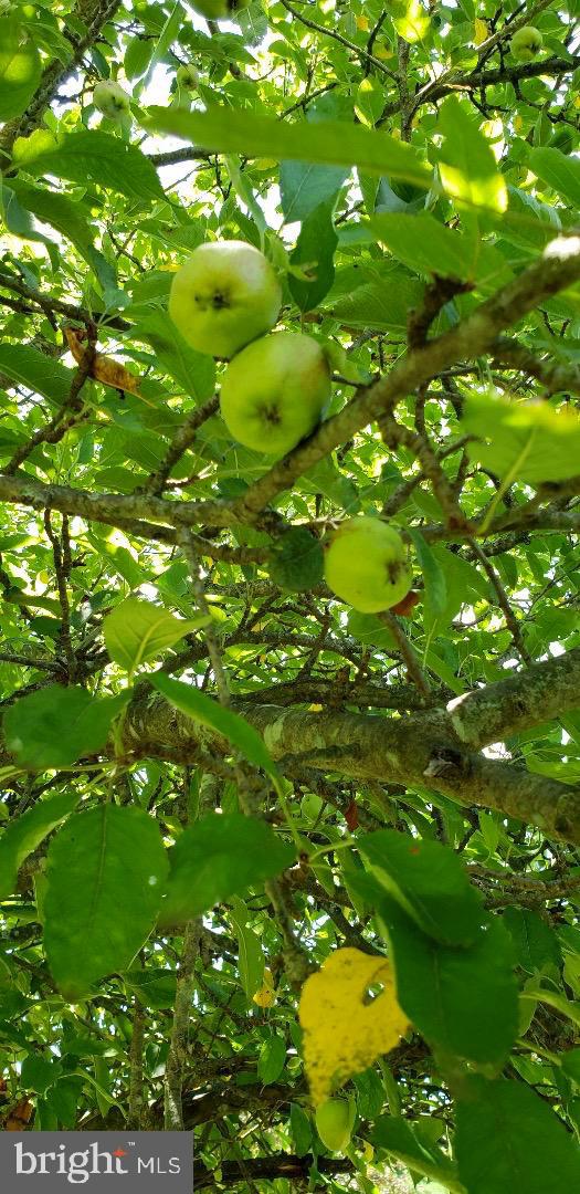 4038 Mount Olive Road Rio, WV 26755 - Photo 52 of 80 Fruit Trees