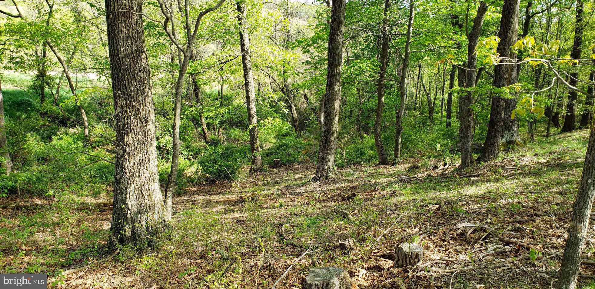 4038 Mount Olive Road Rio, WV 26755 - Photo 55 of 80 Wooded area