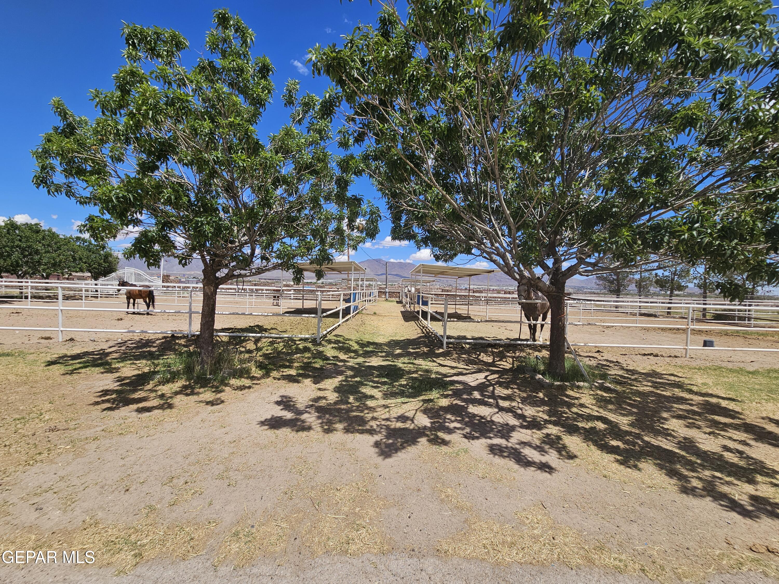 6651 Strahan Road El Paso, TX 79932 - Photo 10 of 60 a view of yard with large trees