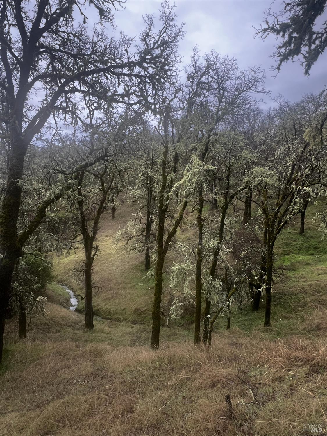 23040 Poonkinney Road Covelo, CA 95428 - Photo 44 of 77 a view of a forest with trees in the background