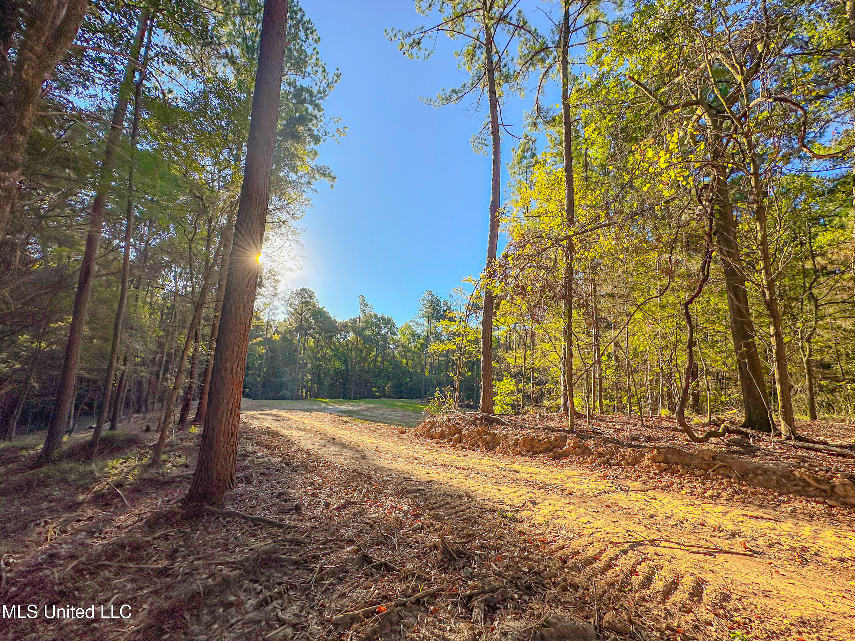 Mt Leopard Road Flora, MS 39071 - Photo 2 of 14 IMG_0742