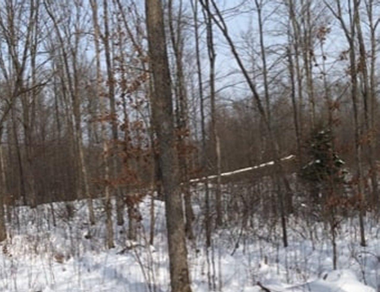 Near Maple Lane Hawkins, WI 54530 - Photo 11 of 12 Gallery Image 11