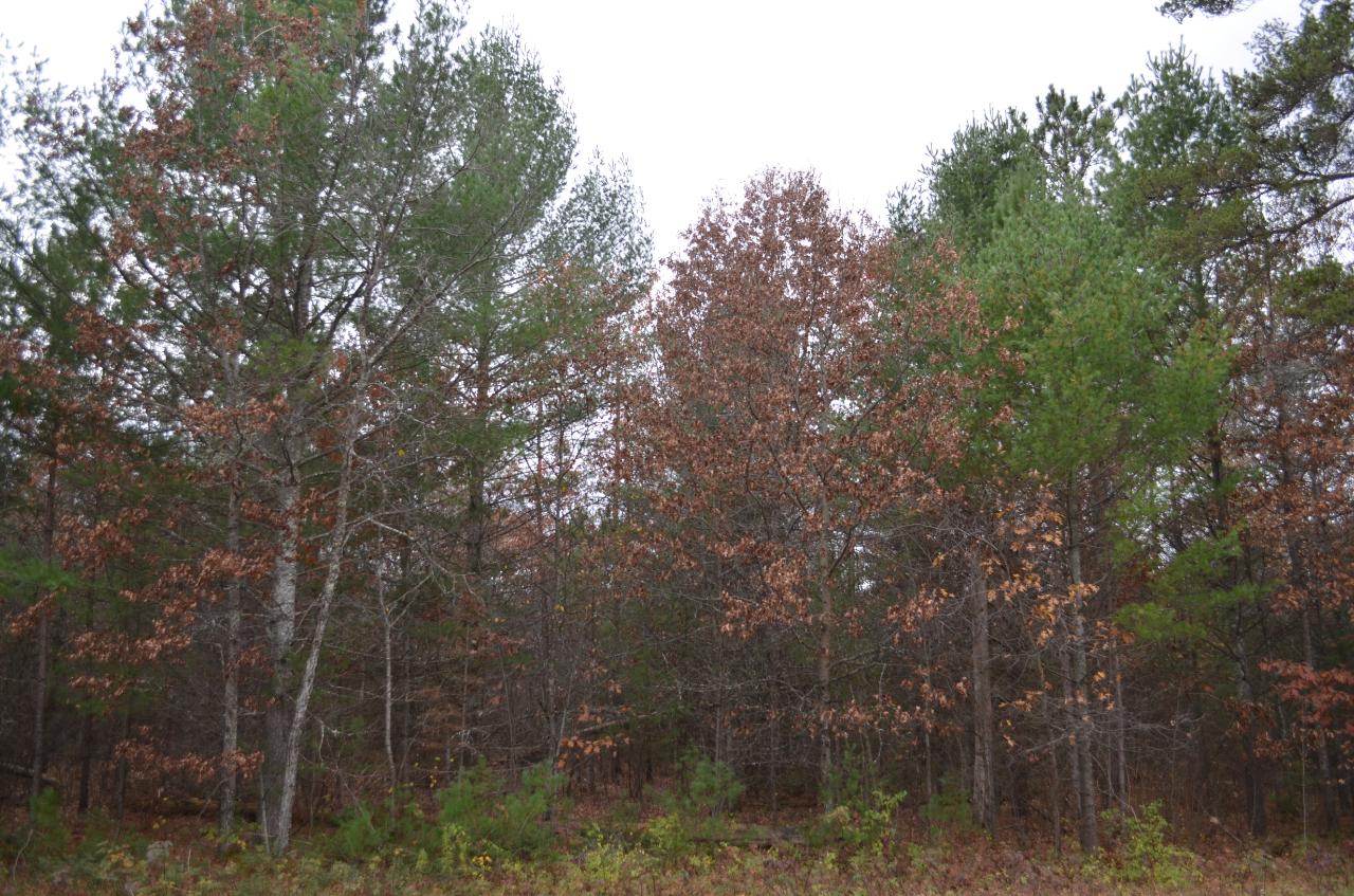 7 Ralph Lane Tomahawk, WI 54487 - Photo 4 of 6 Gallery Image 4