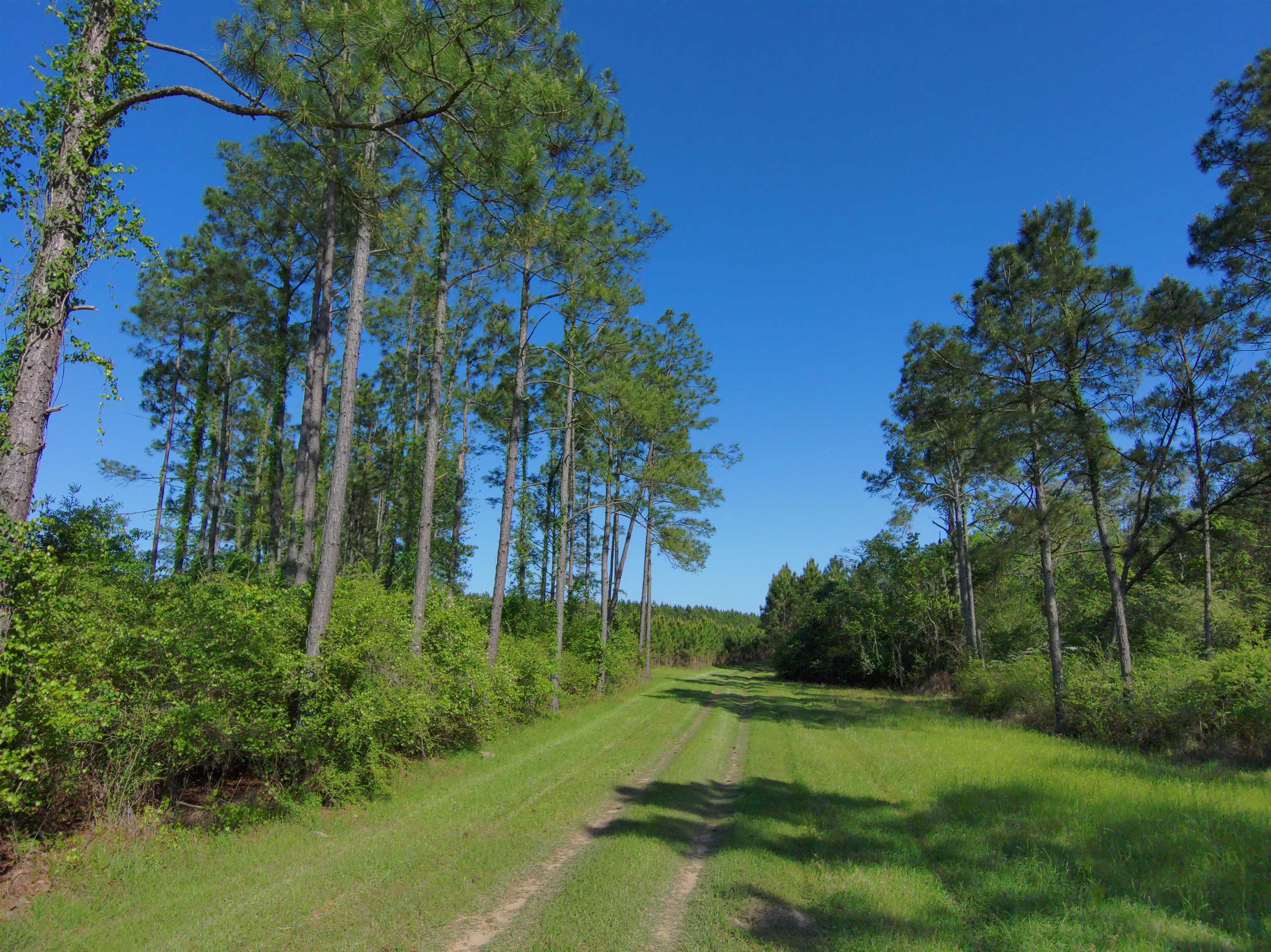 87 County Road 87 Elberta, AL 36530 - Photo 18 of 66
