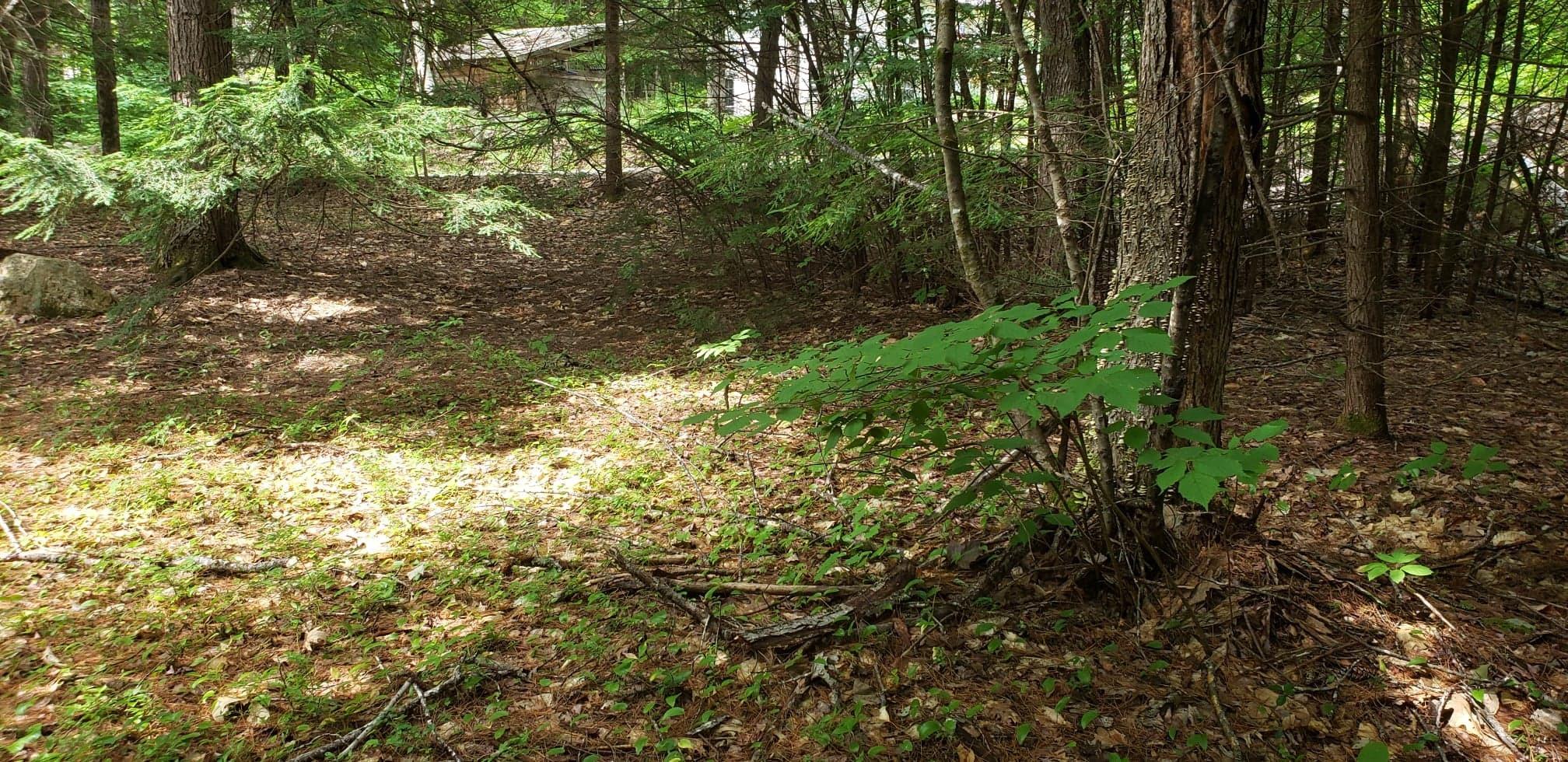Map55-lot42 Rolfe Road Harrison, ME 04040 - Photo 6 of 25 67469980_424787834792308_152752587639934