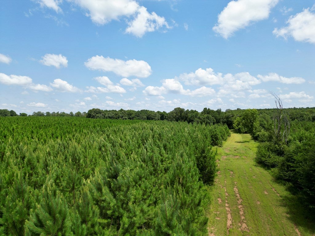 0 Harper Road Coleman, GA 39836 - Photo 9 of 23 Gallery Image 9