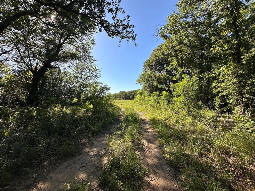 0 County Road 428 Rising Star, TX 76471 - Photo 1 of 1 View of road