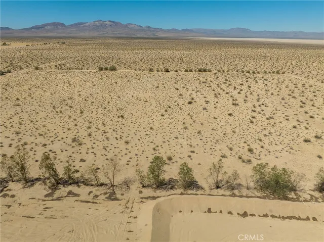 a close up of a tree