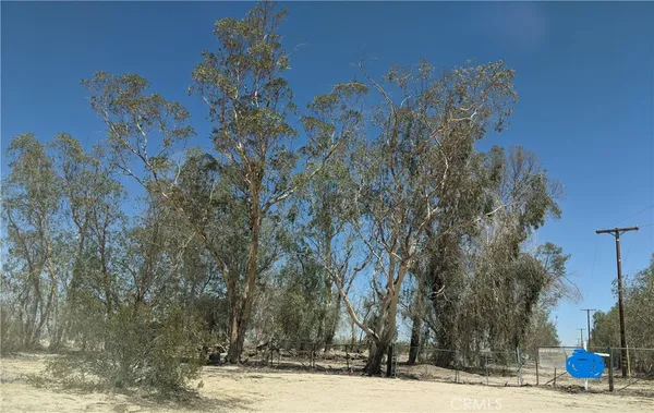 a picture of tree