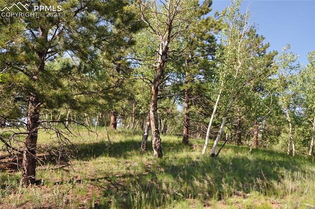 288 Princess Road Cripple Creek, CO 80813 - Photo 8 of 8 Gallery Image 8