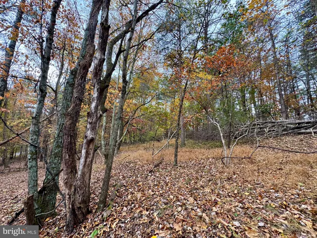 a backyard of a house with lots of trees
