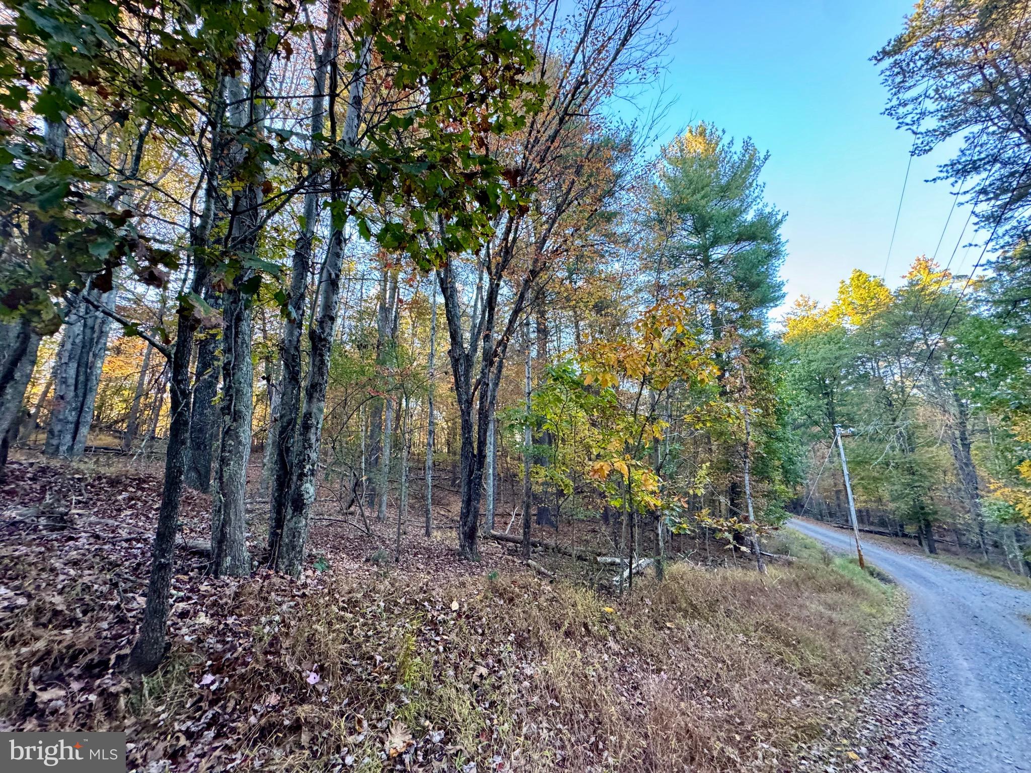 Whitetail Drive Berkeley Springs, WV 25411 - Photo 15 of 21 a view of a forest filled with trees