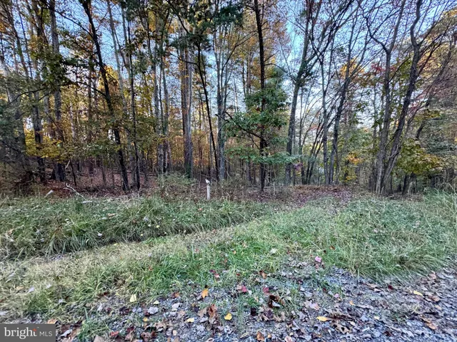 a backyard of a house with lots of plants and large trees