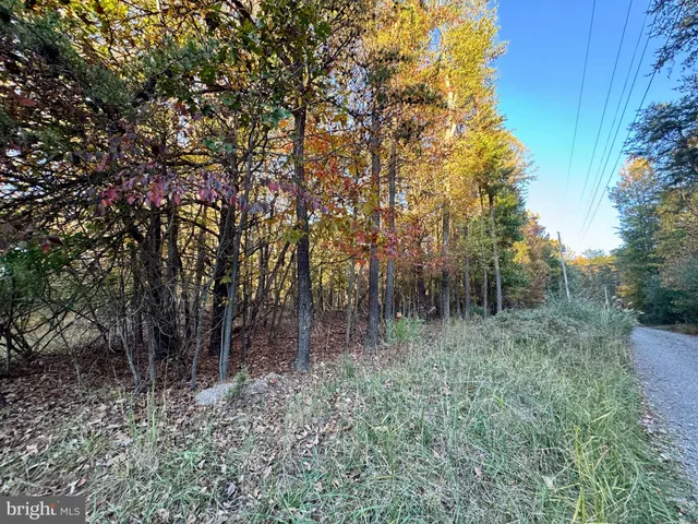 a view of a forest with trees in the background