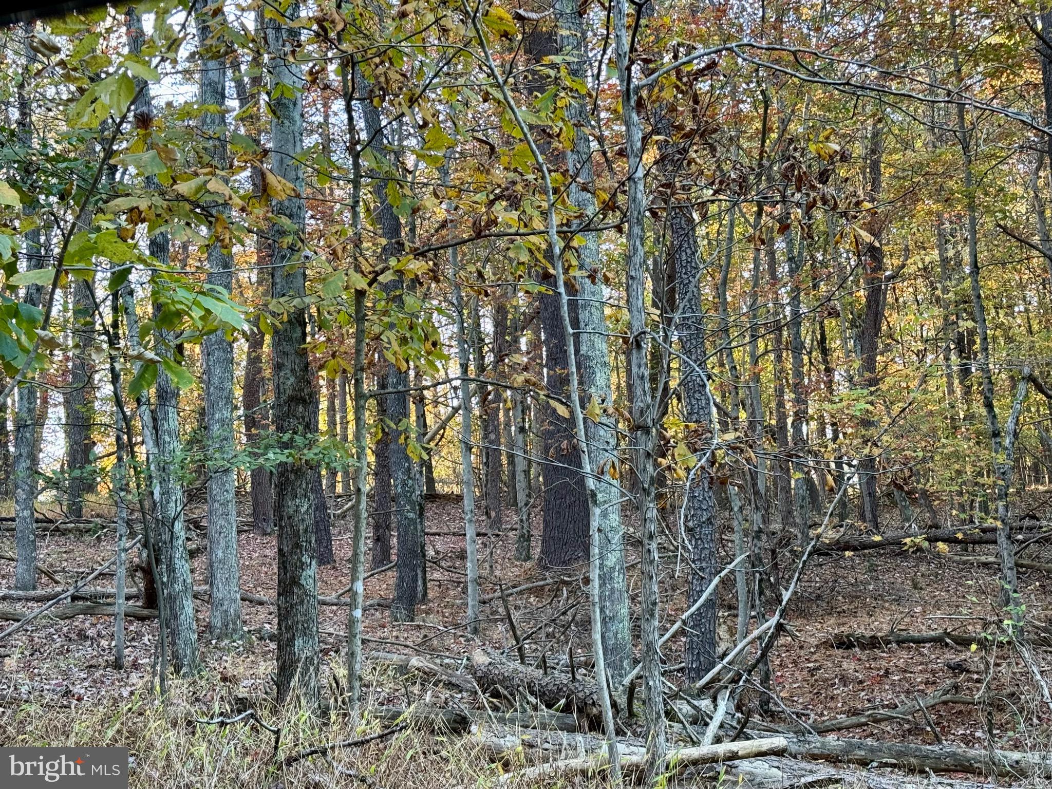 Whitetail Drive Berkeley Springs, WV 25411 - Photo 20 of 21 a view of a forest with large trees