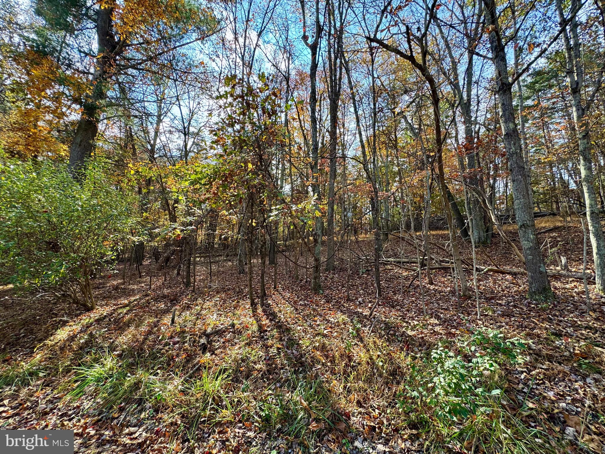 Whitetail Drive Berkeley Springs, WV 25411 - Photo 3 of 21 a view of a forest with trees