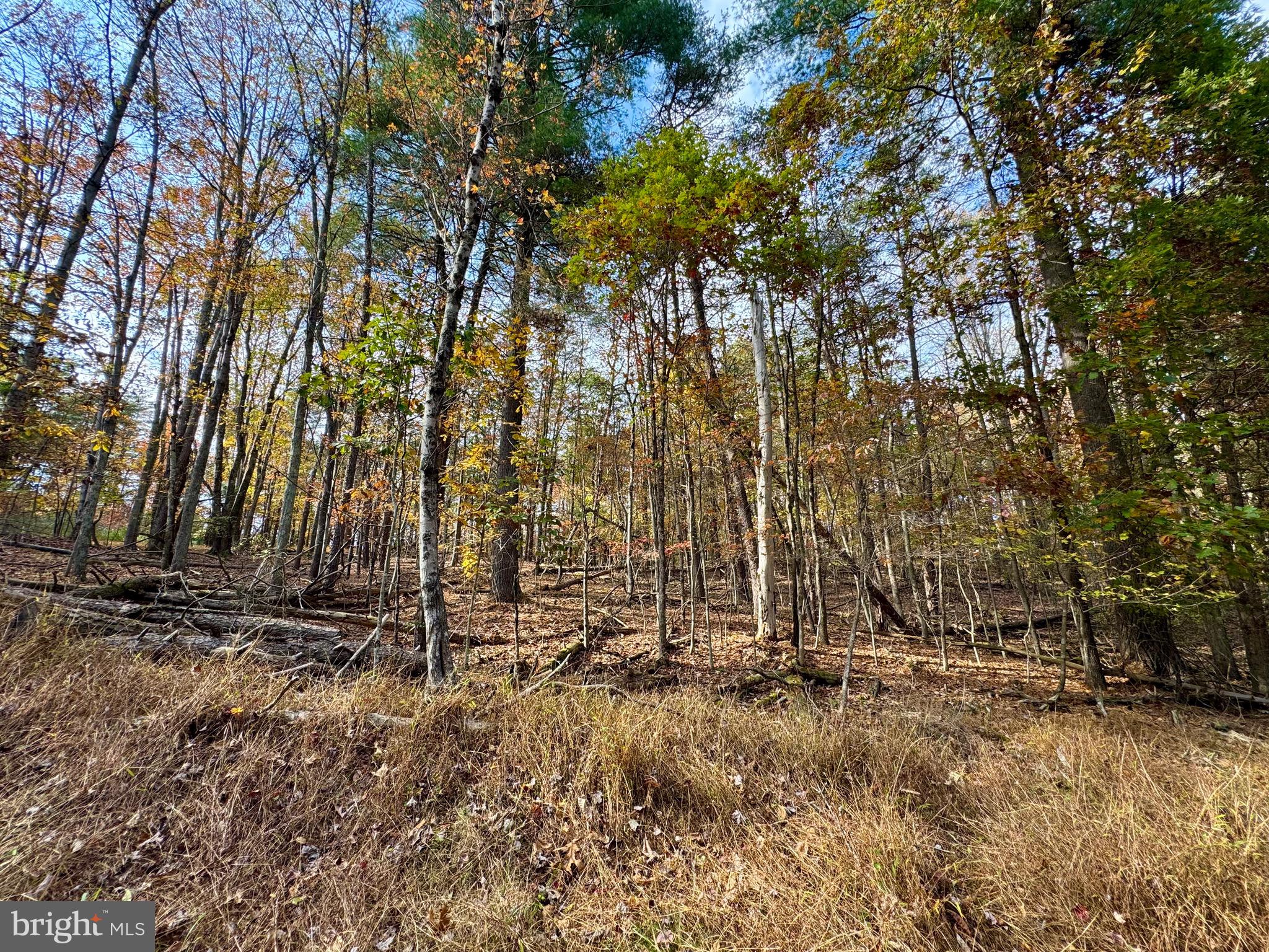 Whitetail Drive Berkeley Springs, WV 25411 - Photo 5 of 21 a view of backyard with tree