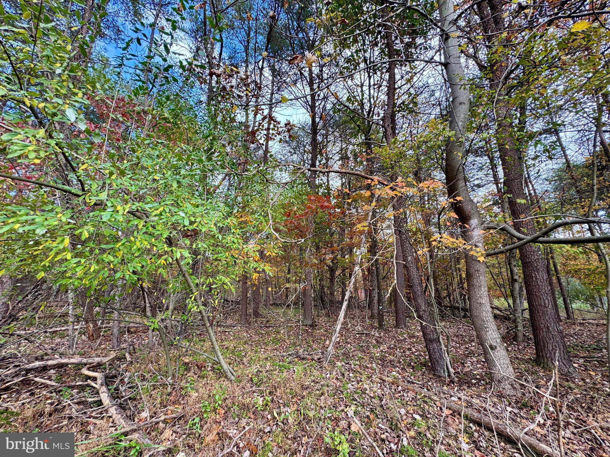 Whitetail Drive Berkeley Springs, WV 25411 - Photo 7 of 21 a picture of a tree