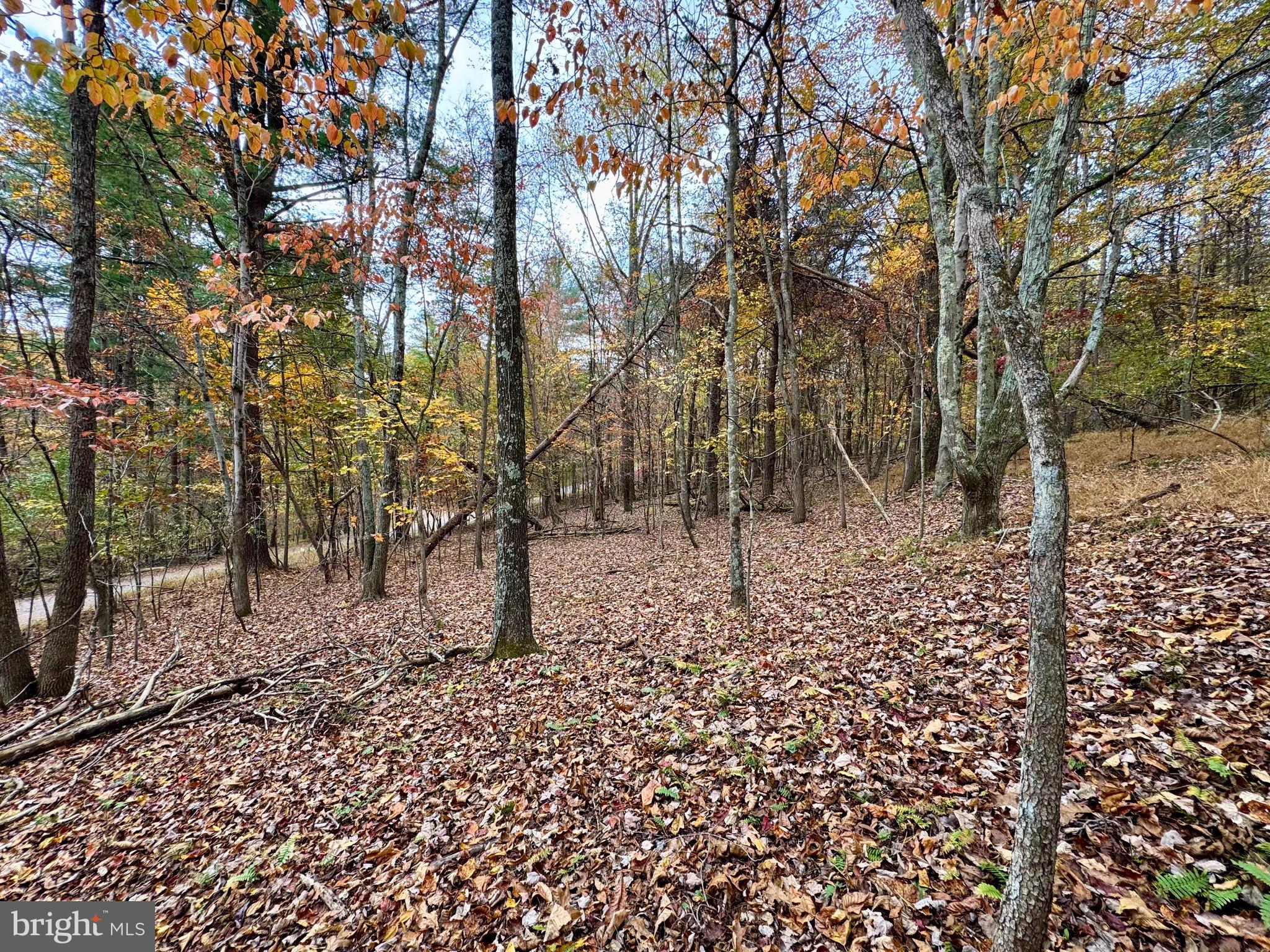 Whitetail Drive Berkeley Springs, WV 25411 - Photo 10 of 21 a view of a yard with large trees