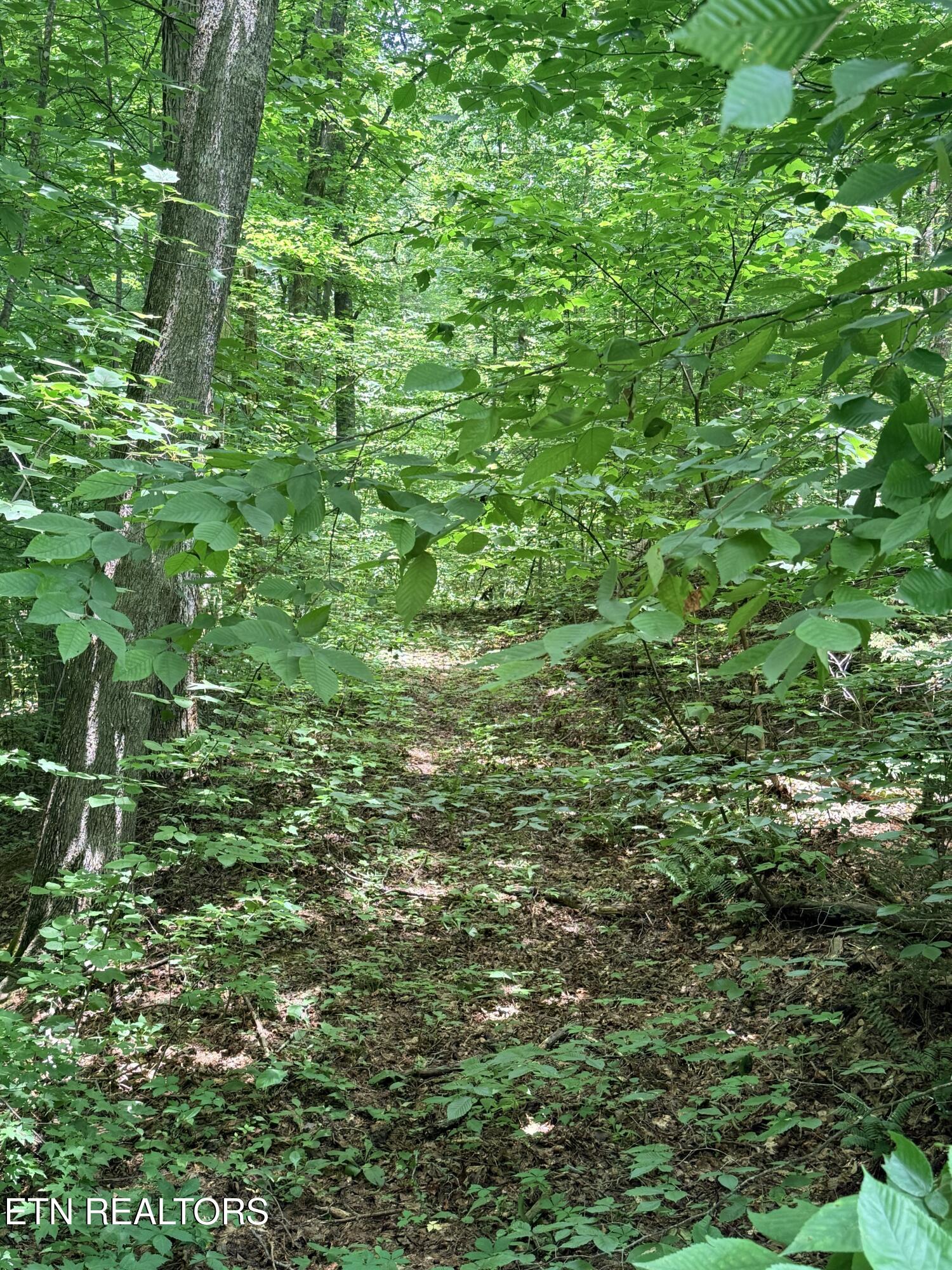 3726 Clayton Way Sevierville, TN 37876 - Photo 5 of 21 IMG_3327