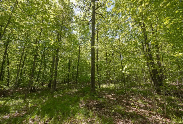 $110,000 | Tbd Tbd Cardarelle Court Northwest, Hackensack, MN 56452