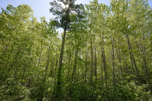 $110,000 | Tbd Tbd Cardarelle Court Northwest, Hackensack, MN 56452