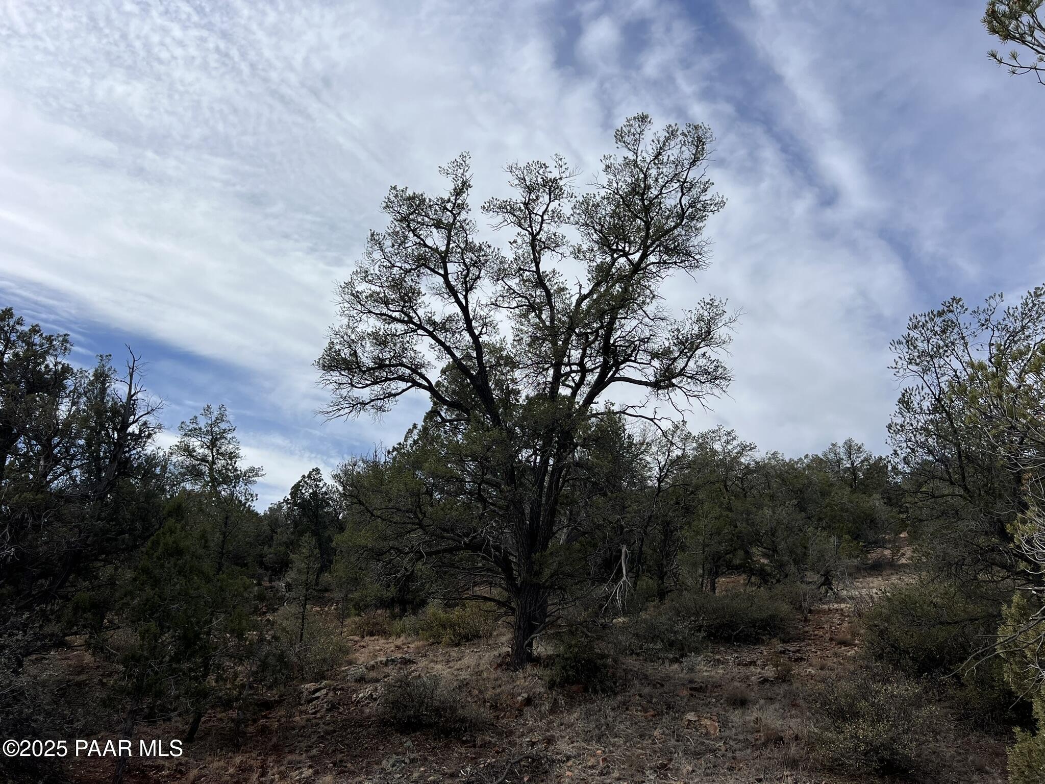 50 Bullock Road Ash Fork, AZ 86320 - Photo 8 of 12 a view of a tree in a field with a tree in the background