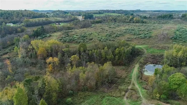 a view of a forest with a street
