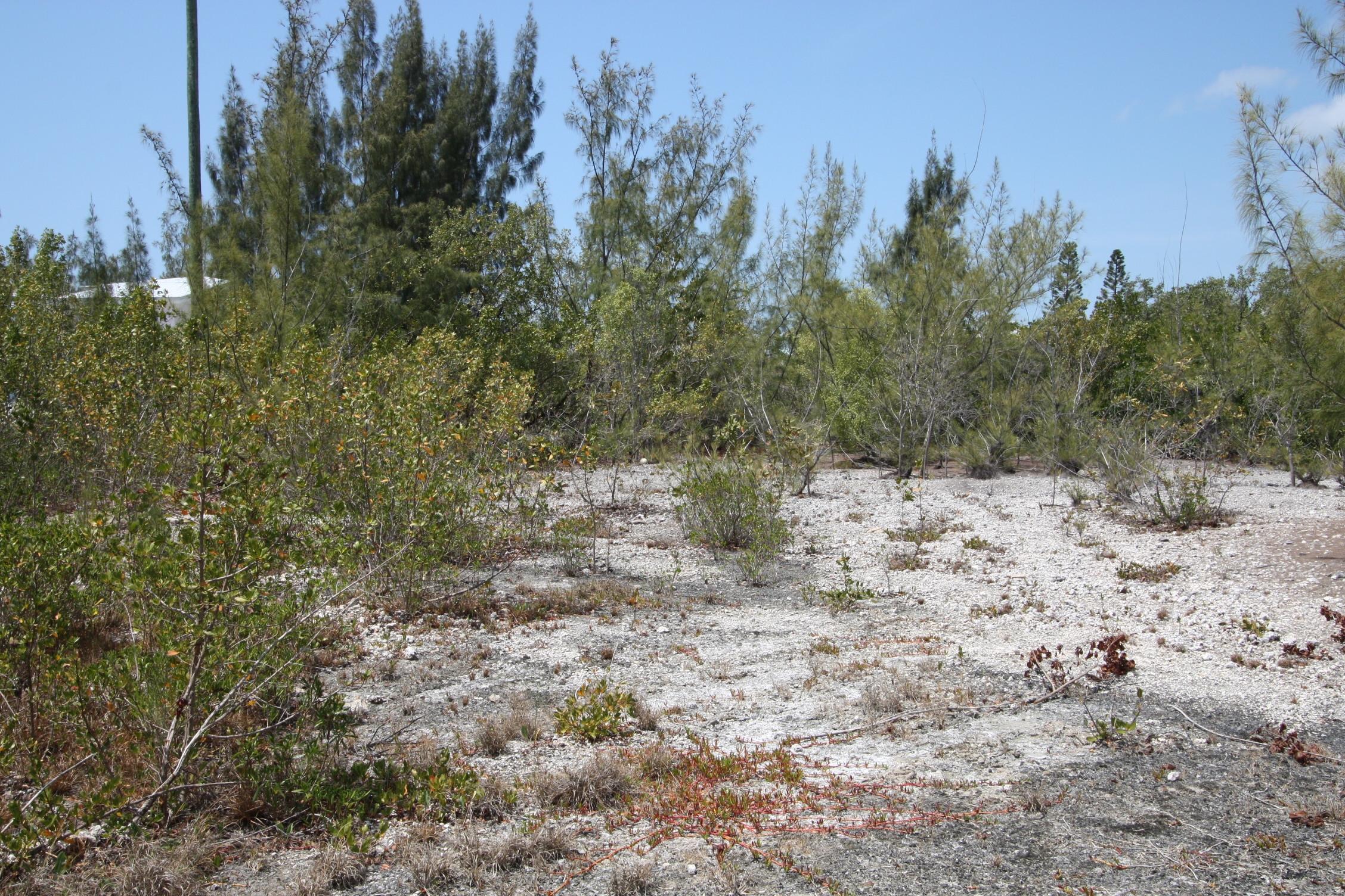 125 La Paloma Road Key Largo, FL 33037 - Photo 2 of 5 photo1
