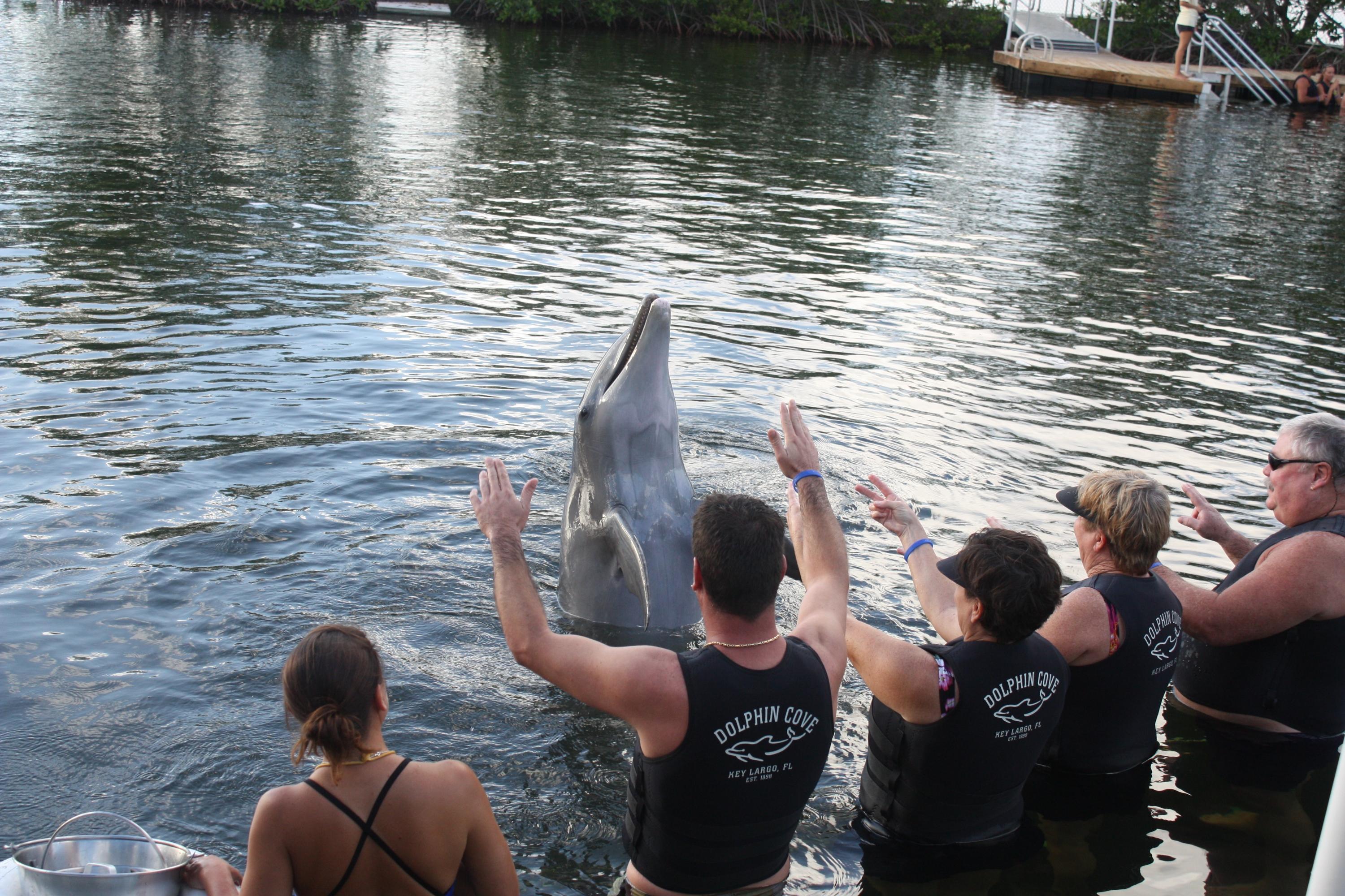 125 La Paloma Road Key Largo, FL 33037 - Photo 4 of 5 Dolphins Cove just up the highway