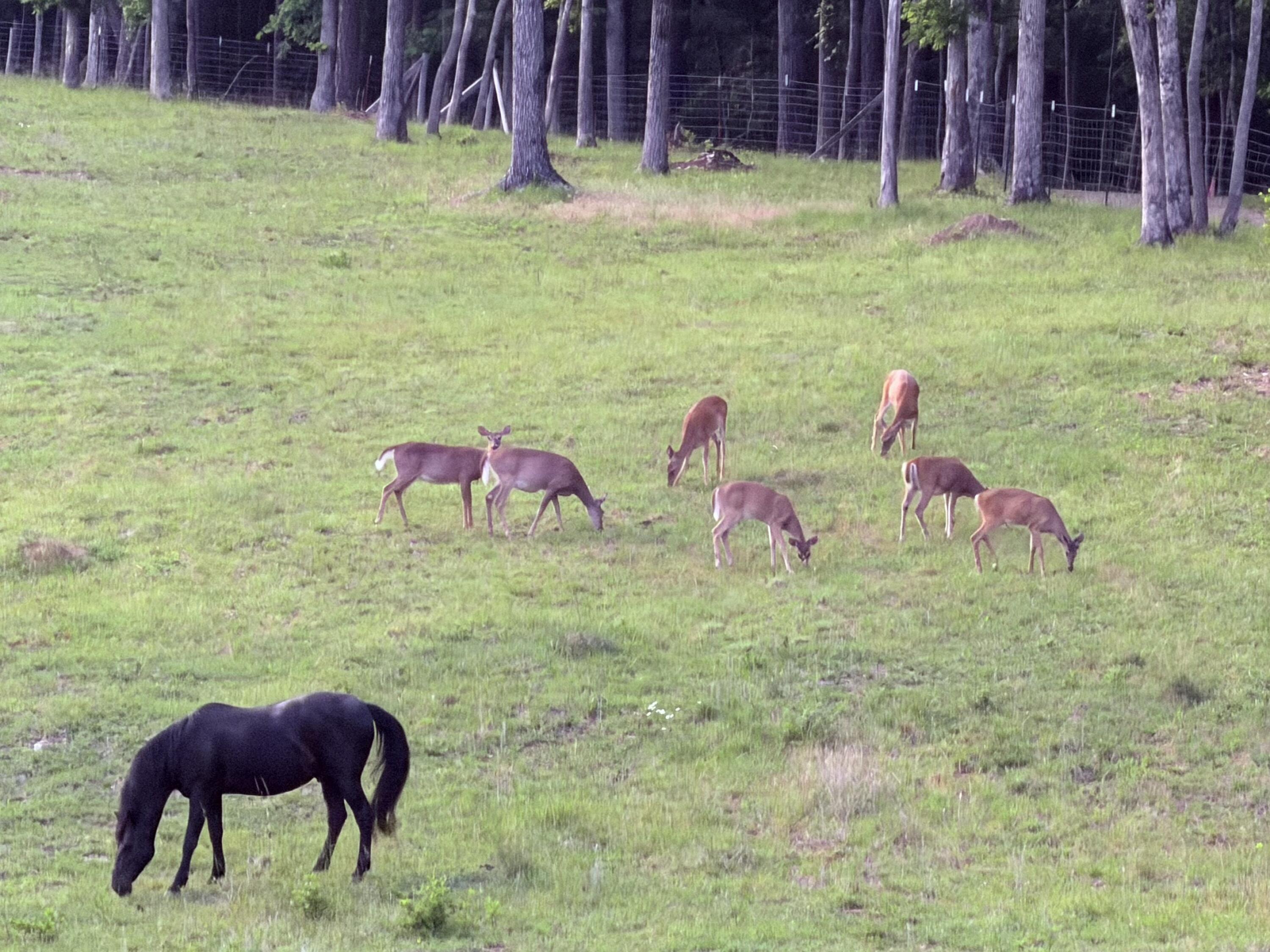 0 Barker Camp Road Dunlap, TN 37327 - Photo 8 of 39 Wildlife on Property
