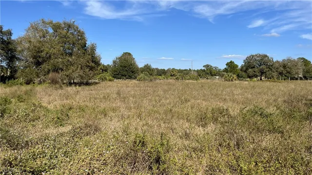 a view of a yard with some plants