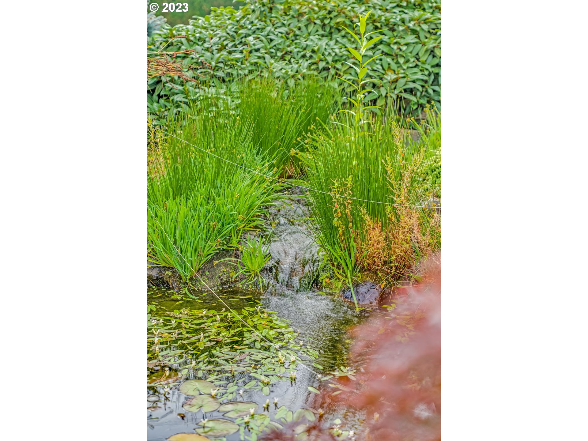 1740 North Laurelwood Loop Canby, OR 97013 - Photo 37 of 46 a picture of a plant in a garden