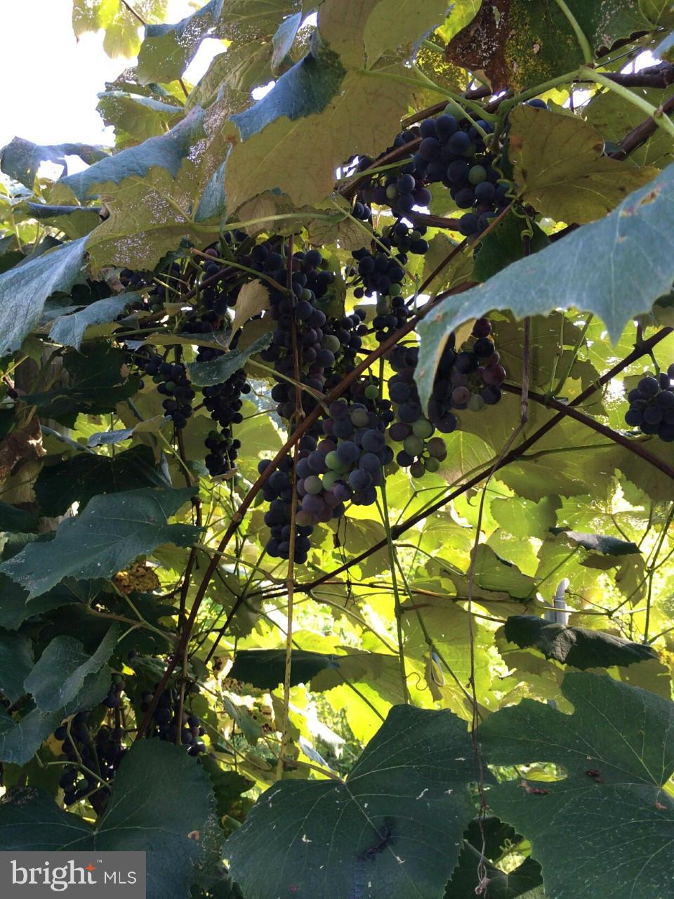 2649 Manchester Road Westminster, MD 21157 - Photo 29 of 30 Purple Concord Grapes...yummmm!!!