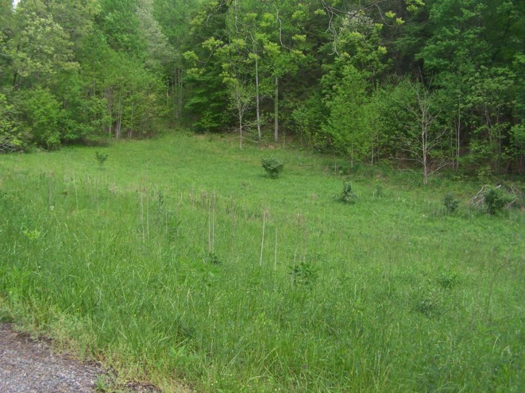 0 Andy Bunton Lane Butler, TN 37640 - Photo 1 of 9 Photo 1