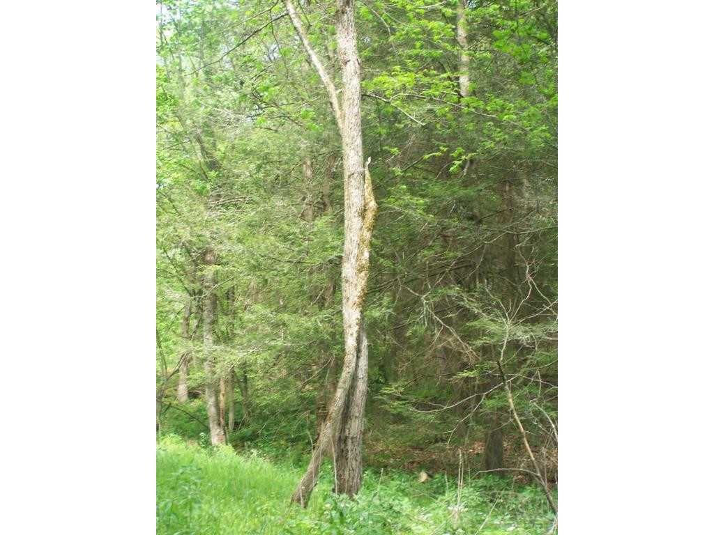 0 Andy Bunton Lane Butler, TN 37640 - Photo 2 of 9 Photo 2