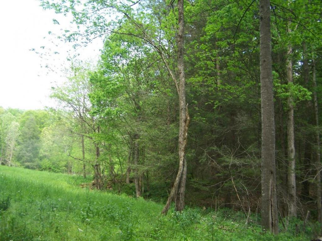 0 Andy Bunton Lane Butler, TN 37640 - Photo 3 of 9 Photo 3